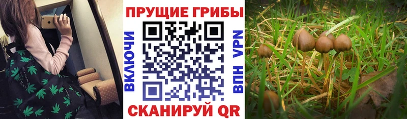 omg tor  Шахты  Галлюциногенные грибы Psilocybe  закладки 
